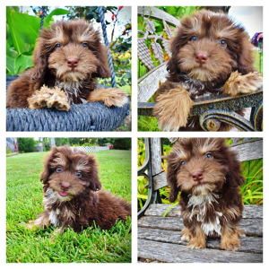 Frisky-Female-Havapoo