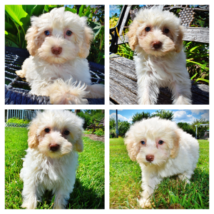 Gabby-Female-Havapoo