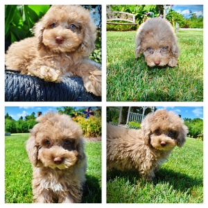 Gorgeous-Male-Havapoo