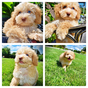 Gracie-Female-Havapoo