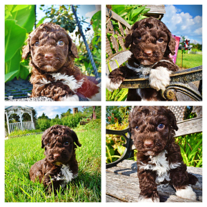 *Pending* HANNAH-Female-Havapoo