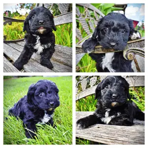 HARMONY-Female-Havapoo