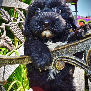 HARMONY-Female-Havapoo