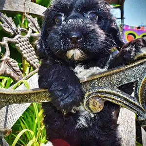 HARMONY-Female-Havapoo