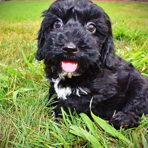 HARMONY-Female-Havapoo