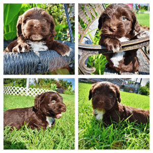 HERSHEY-Male_Havapoo