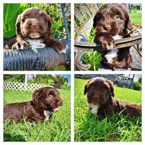 HERSHEY-Male_Havapoo