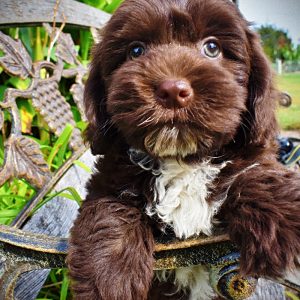 HERSHEY-Male_Havapoo