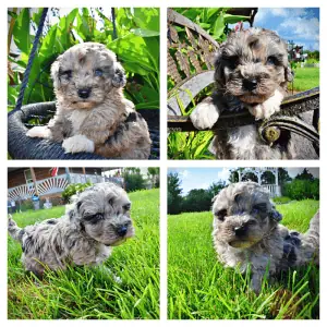HUGGLES-Male-Havapoo