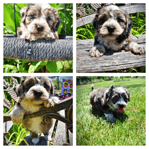 ICON-Male-Havapoo