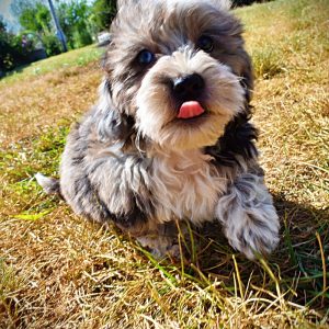 ICON-Male-Havapoo