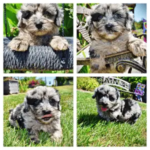 INDY-Male-Havapoo