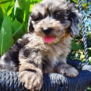 INDY-Male-Havapoo