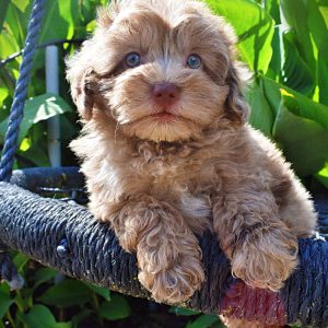 INNOCENT-Male-Havapoo