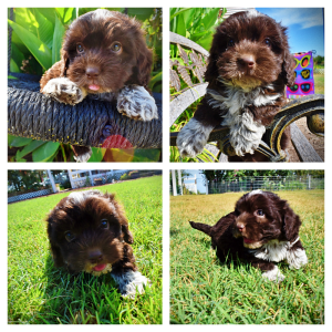 JACKSON-Male-Havapoo