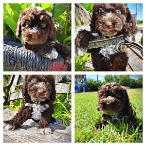 JASPER-Male-Havapoo