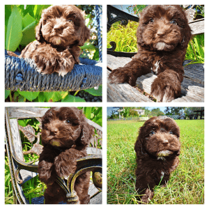 JOLENE-Female-Havapoo