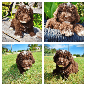 JUNO-Female-Havapoo