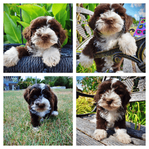 KATIE-Female-Havapoo