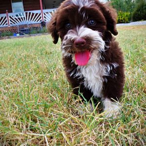 KATIE-Female-Havapoo