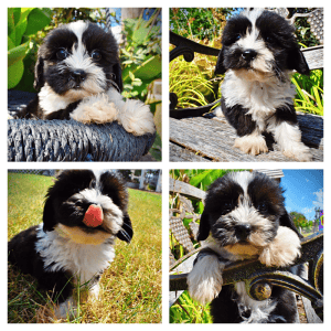 KIBBLES-Male-Havapoo