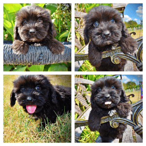 KIPPER-Male-Havapoo