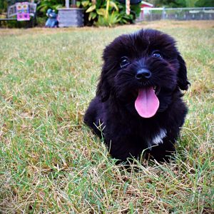 KIPPER-Male-Havapoo
