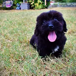 KIPPER-Male-Havapoo-SALE!!!!