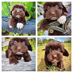 KRICKET-Female-Havapoo
