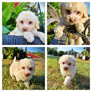 LEO-Male-HavaPoo