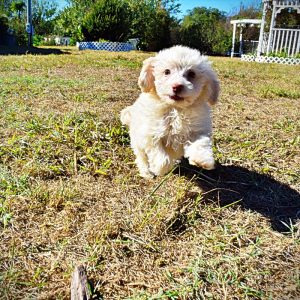 LEO-Male-HavaPoo