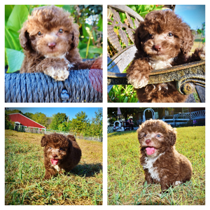 LIL LADY-Female-HavaPoo