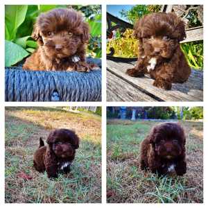 LOUIE-Male-HavaPoo