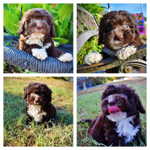 LUCKY-Male-HavaPoo