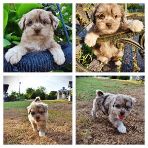 MARBLES-Female-HavaPoo