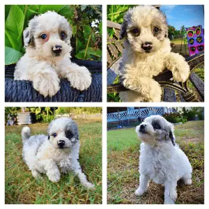 MILO-Male-HavaPoo