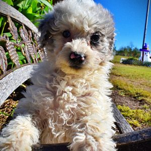 MILO-Male-HavaPoo