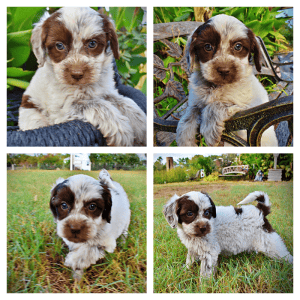 MISSY-Female-HavaPoo
