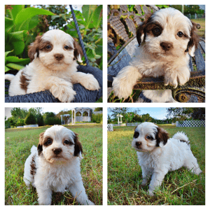 MUFFIN-Female-HavaPoo