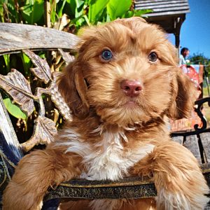 MUPPET-Male-HavaPoo