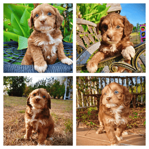 MURPHY-Male-HavaPoo