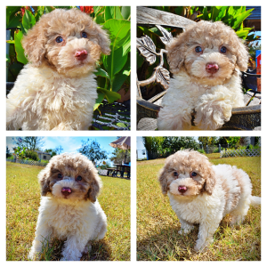 NOODLES-Female-HavaPoo
