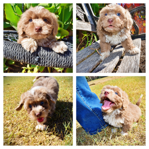 OSCAR-Male-HavaPoo