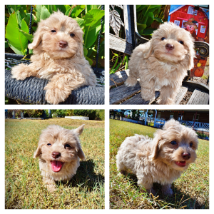 OZZIE-Male-HavaPoo