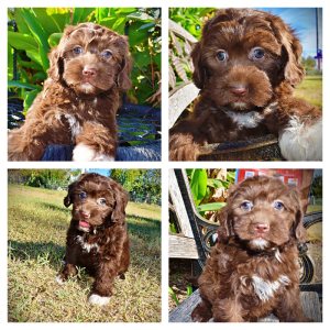 PRECIOUS - Female Havapoo