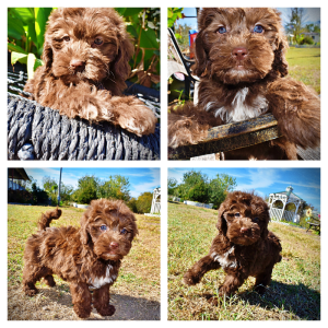 PRINCE-Male Havapoo